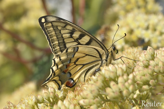 Schwalbenschwanz (Papilio machaon)